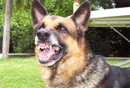 Consejos para actuar delante de un perro agresivo