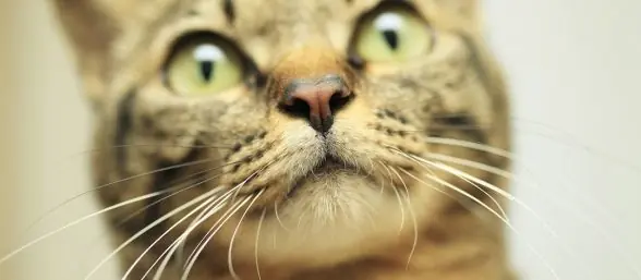 ¿Por qué los gatos tienen bigotes?