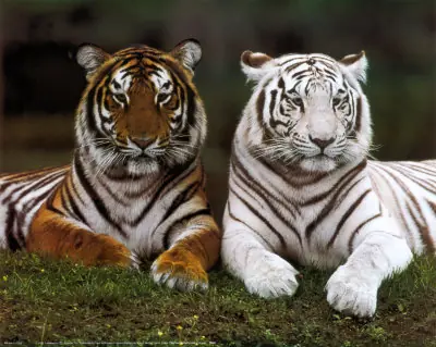 Animales