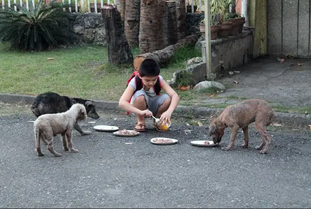 Un niño pobre da de comer a perros callejeros