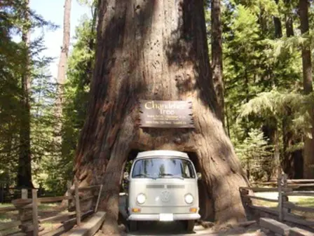 La "Sequoia"