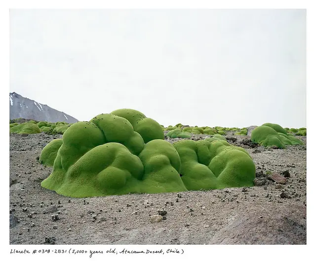 Esta cosa verde está viva y tiene 3.000 años