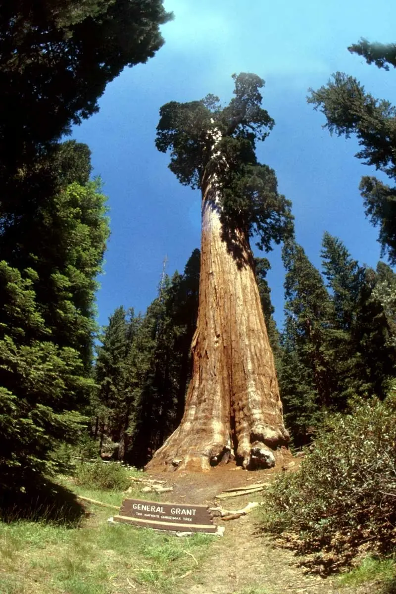 Arbol Gigante