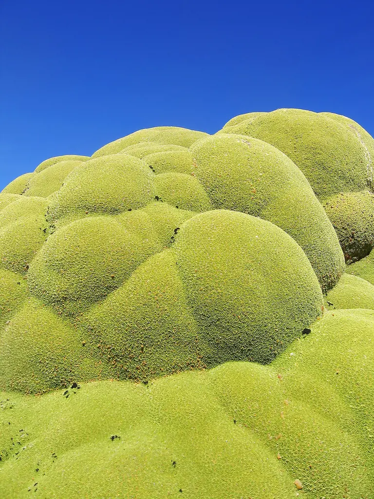 yareta