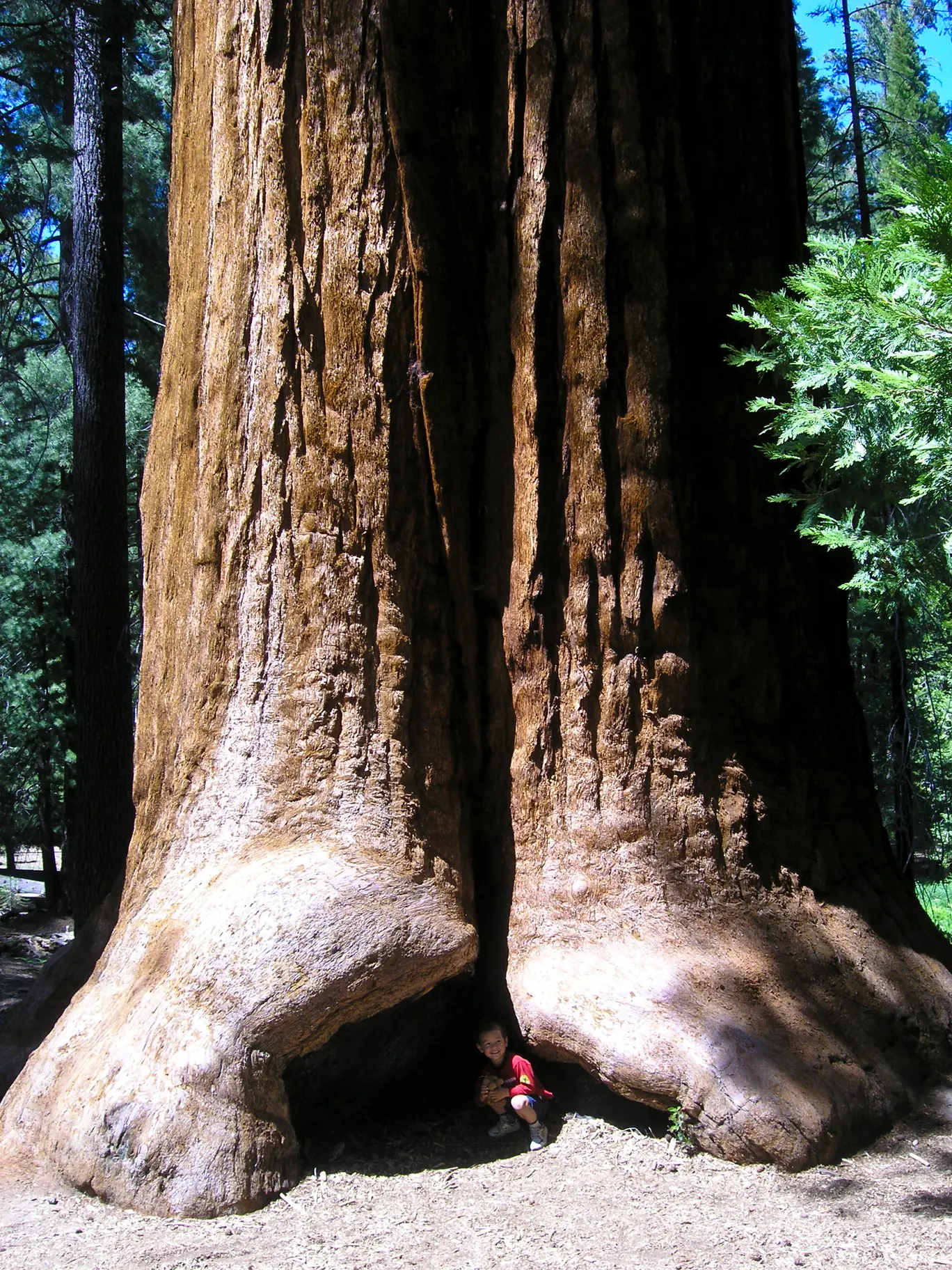 sequoia national park