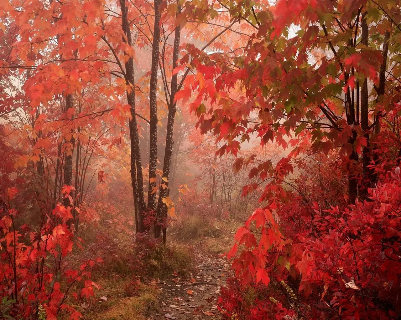 arboles