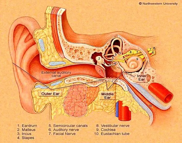 endolinfa