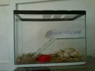 Mis hamsters son Canibales y te lo Cuento