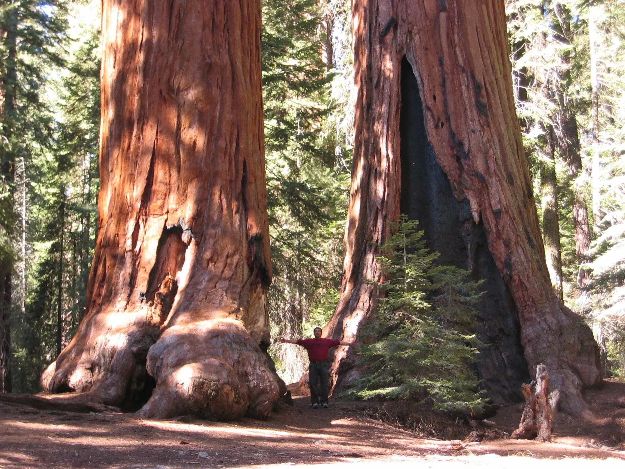 Arbol Gigante
