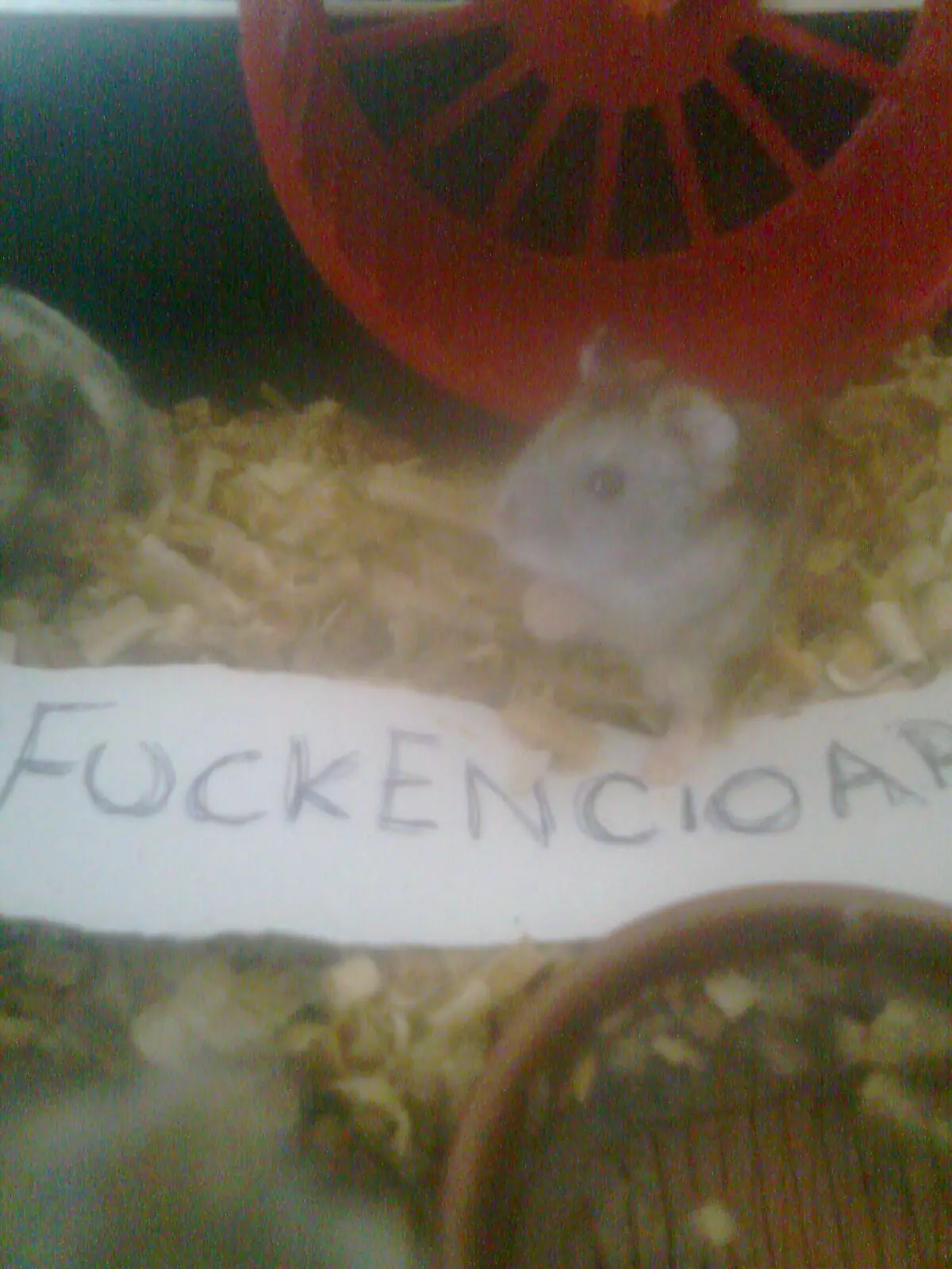 hamsters