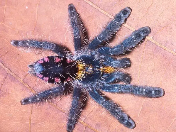 Los colores de las nuevas tarántulas