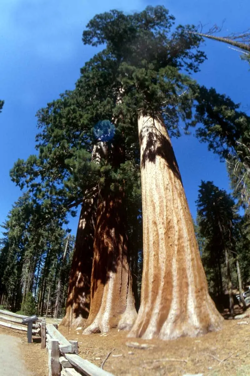 Sequoia