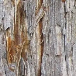 Sequoia