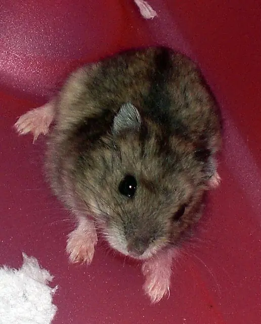 Mis hamsters son Canibales y te lo Cuento