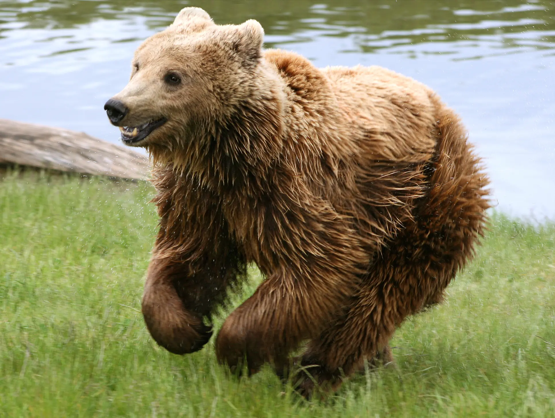 Animales en peligro de extinción
