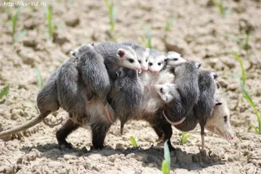 rabos