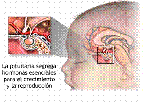 crecimiento
