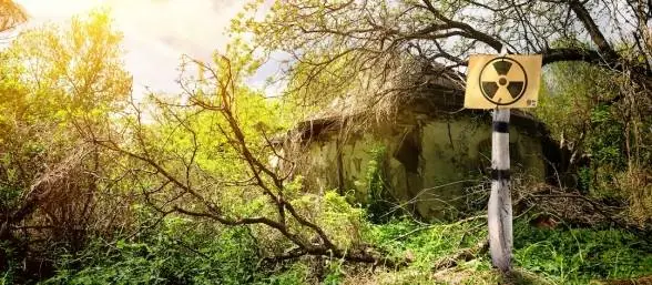 Bosque sin descomposición. Chernóbil
