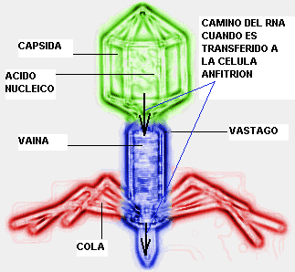 El Virus es un ser inteligente y te lo muestro