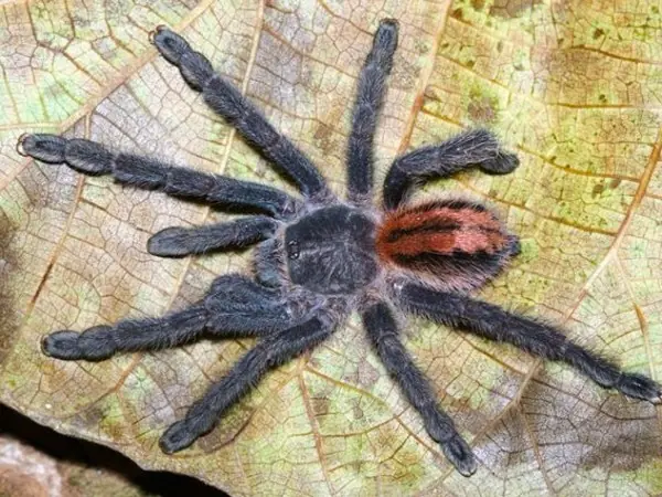 tarantulas