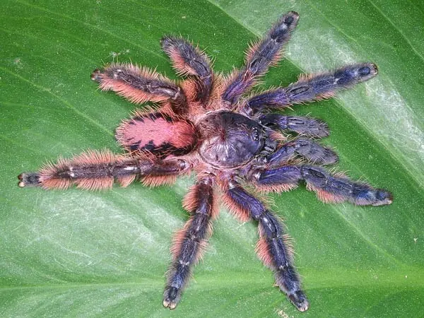 bonitos