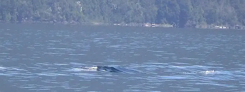El monstruo del lago Colico.