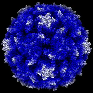infeccioso