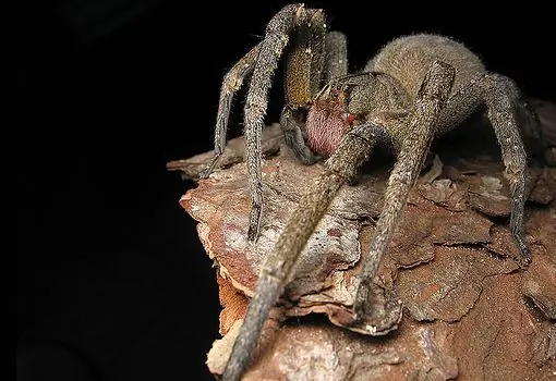 Los 10 animales mas venenosos del mundo