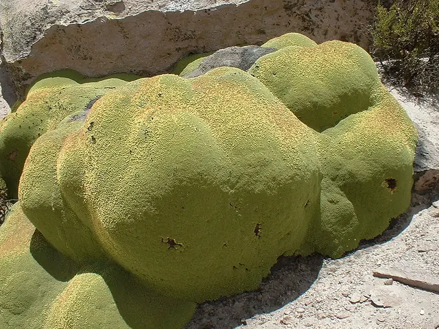 llareta