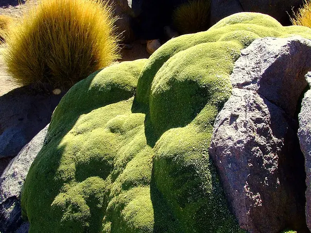 andes