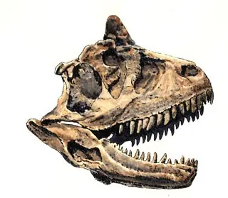 Megaraptor
