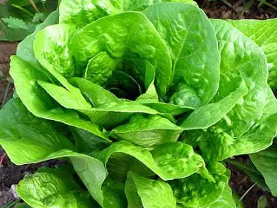 nutricion