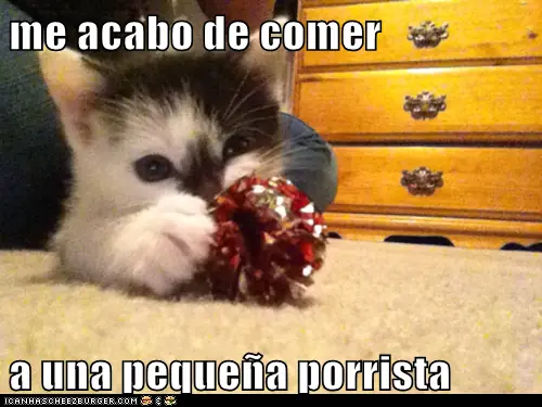 lolcats