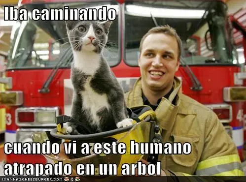 Lolcats #12