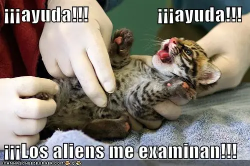 lolcats