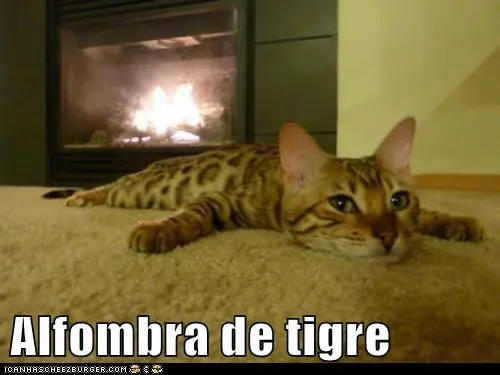 gatos