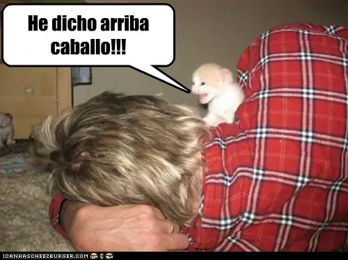 gatos