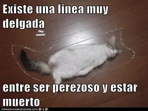 gatos