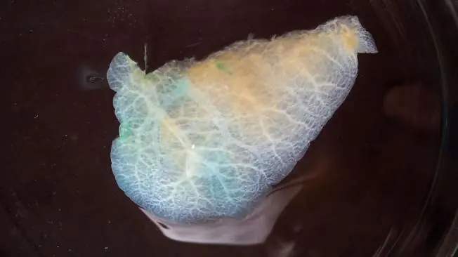 Dieron el primer paso hacia un hígado artificial