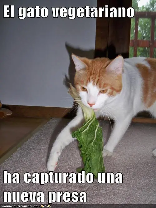 Lolcats #12