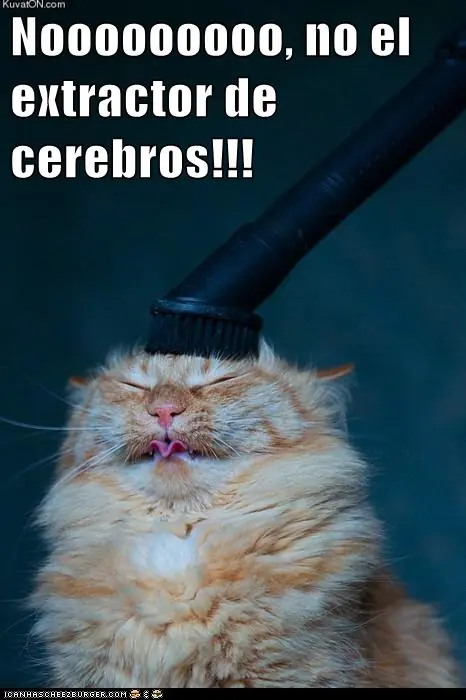 lolcats