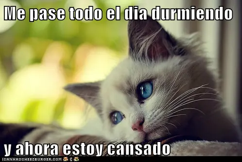 lolcats