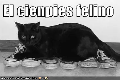 lolcats