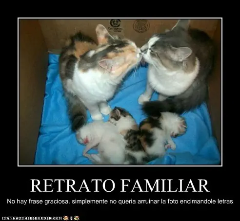 lolcats
