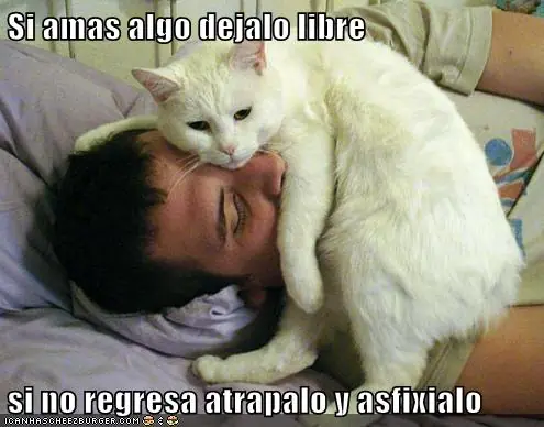 Lolcats #12