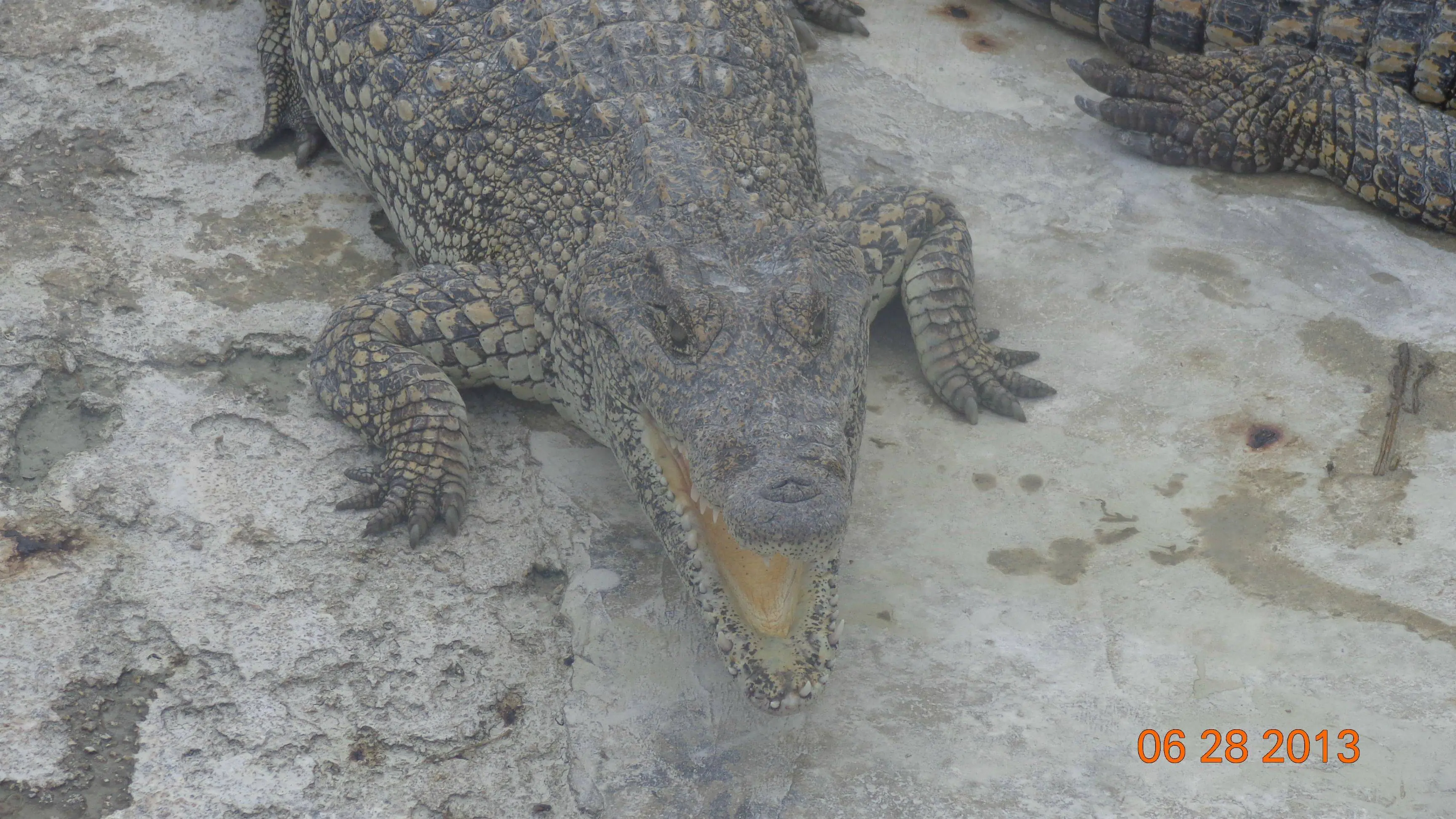 Fui a la reserva de cocodrilos en Cuba