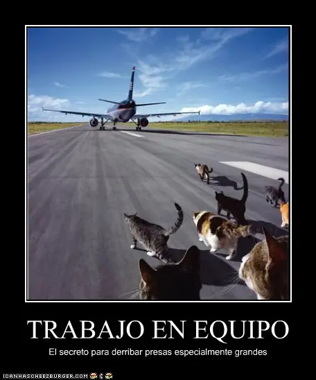 lolcats
