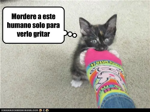 Lolcats #12
