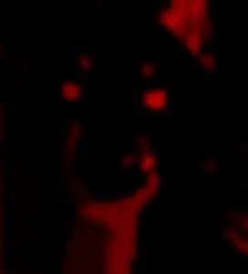 sara y antonio - creepy pasta ( 12 / 367)