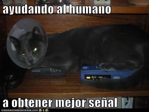 gatos